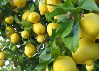 Τα ζουμερά λεμόνια της Αργολίδας