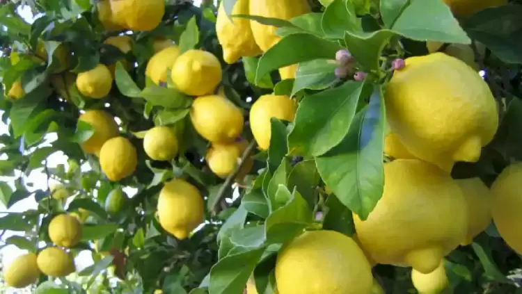 Τα ζουμερά λεμόνια της Αργολίδας