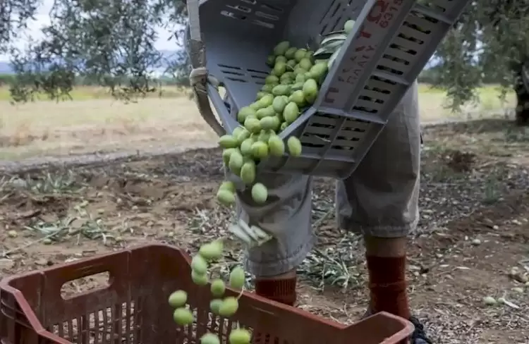 Διαχρονικά άλυτο το πρόβλημα της έλλειψης εργατών γης