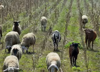 Διεύθυνση Κτηνιατρικής - Ενημέρωση σχετικά με την ευλογιά των προβάτων και των αιγών Διεύθυνση Κτηνιατρικής – Ενημέρωση σχετικά με την ευλογιά των προβάτων και των αιγών