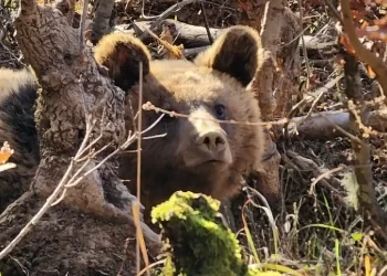 Ελληνοαλβανική συνεργασία για την απελευθέρωση αρκούδας 90 κιλών
