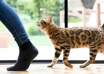 Γιατί η γάτα μου με ακολουθεί παντού; Ακόμα και στο μπάνιο!