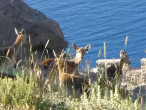 Η Λήμνος μέσα από εικόνες –  Το κάστρο της Μύρινας