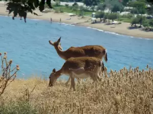 Η Λήμνος μέσα από εικόνες –  Το κάστρο της Μύρινας