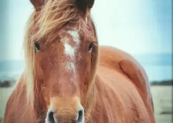 Ο Παναγιώτης Τσαναξίδης μιλά για την πρώτη του συγγραφική απόπειρα, “Το άλογο που κλαίει”