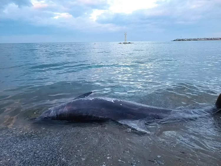 Πιερία: Δελφίνι ξεβράστηκε στην παραλία Πλαταμώνα
