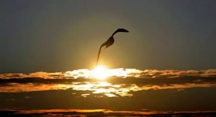 Αλκυονίδες μέρες Αλκυονίδες μέρες