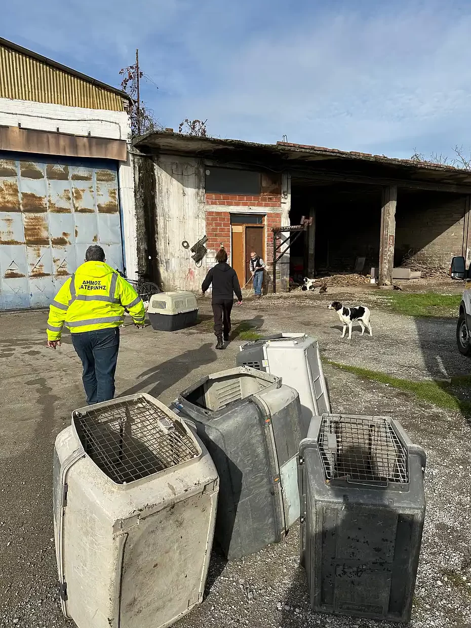Δήμος Κατερίνης: Περισυλλογή για 27 αδέσποτα ζώα, στην περιοχή του 10ου Δημοτικού Σχολείου Δήμος Κατερίνης: Περισυλλογή για 27 αδέσποτα ζώα, στην περιοχή του 10ου Δημοτικού Σχολείου