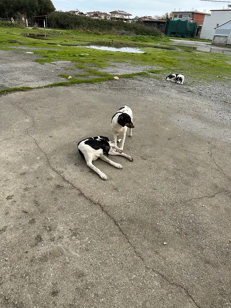 Δήμος Κατερίνης: Περισυλλογή για 27 αδέσποτα ζώα, στην περιοχή του 10ου Δημοτικού Σχολείου Δήμος Κατερίνης: Περισυλλογή για 27 αδέσποτα ζώα, στην περιοχή του 10ου Δημοτικού Σχολείου