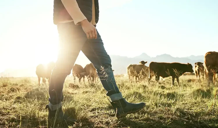 Έρχονται και τα κτηνοτροφικά πάρκα – Τι προβλέπεται για τους κτηνοτρόφους
