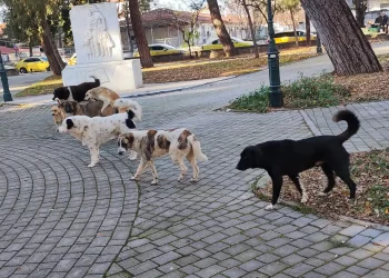 Κατερίνη: Αγέλη σκυλιών πήγε να με ορμήξει σε δημότη της πόλης
