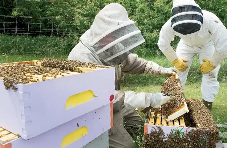 Sos από μελισσοκόμους: «Απέχουν μίλια από την πραγματικότητα οι υπεύθυνοι» 
