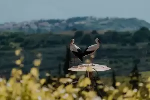 Αιγίνιο: Η κωμόπολη των πελαργών