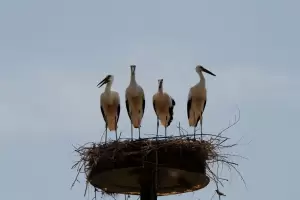 Αιγίνιο: Η κωμόπολη των πελαργών