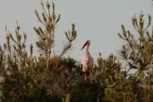 Αιγίνιο: Η κωμόπολη των πελαργών
