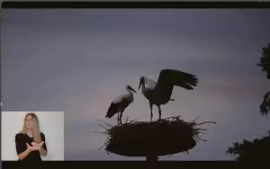 Αιγίνιο: Η κωμόπολη των πελαργών