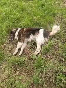 Κατερίνη: Νεκρά ζώα από φόλες, στην περιοχή μεταξύ των Parking των ΚΤΕΛ και του Park Hotel