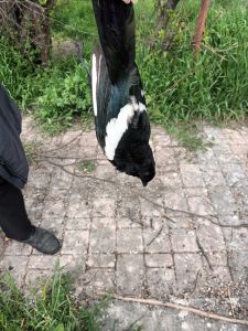 Κατερίνη: Νεκρά ζώα από φόλες, στην περιοχή μεταξύ των Parking των ΚΤΕΛ και του Park Hotel