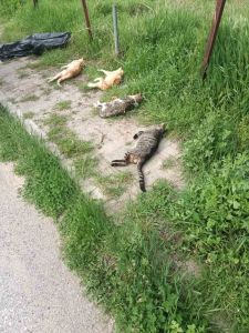 Κατερίνη: Νεκρά ζώα από φόλες, στην περιοχή μεταξύ των Parking των ΚΤΕΛ και του Park Hotel