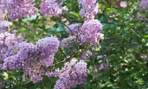 Κουτσουπιά και πασχαλιά - Δεν είναι το ίδιο Κουτσουπιά και πασχαλιά – Δεν είναι το ίδιο