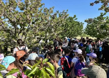 Ανθισμένες Κερασιές: Εκπαιδευτικές επισκέψεις στους κερασώνες Κολινδρού Ράχης από Νηπιαγωγεία και Δημοτικά Σχολεία της Πιερίας