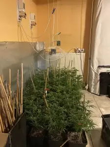 Η Ασφάλεια Κατερίνης συνέλαβε 2 άτομα σε φυτεία με 347 δενδρύλλια κάνναβης