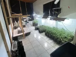 Η Ασφάλεια Κατερίνης συνέλαβε 2 άτομα σε φυτεία με 347 δενδρύλλια κάνναβης