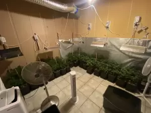 Η Ασφάλεια Κατερίνης συνέλαβε 2 άτομα σε φυτεία με 347 δενδρύλλια κάνναβης