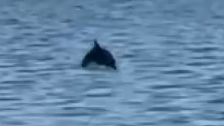 Δελφίνια στον Θερμαϊκό μαγνήτισαν τα βλέμματα των περιπατητών στην παραλία Δελφίνια στον Θερμαϊκό μαγνήτισαν τα βλέμματα των περιπατητών στην παραλία