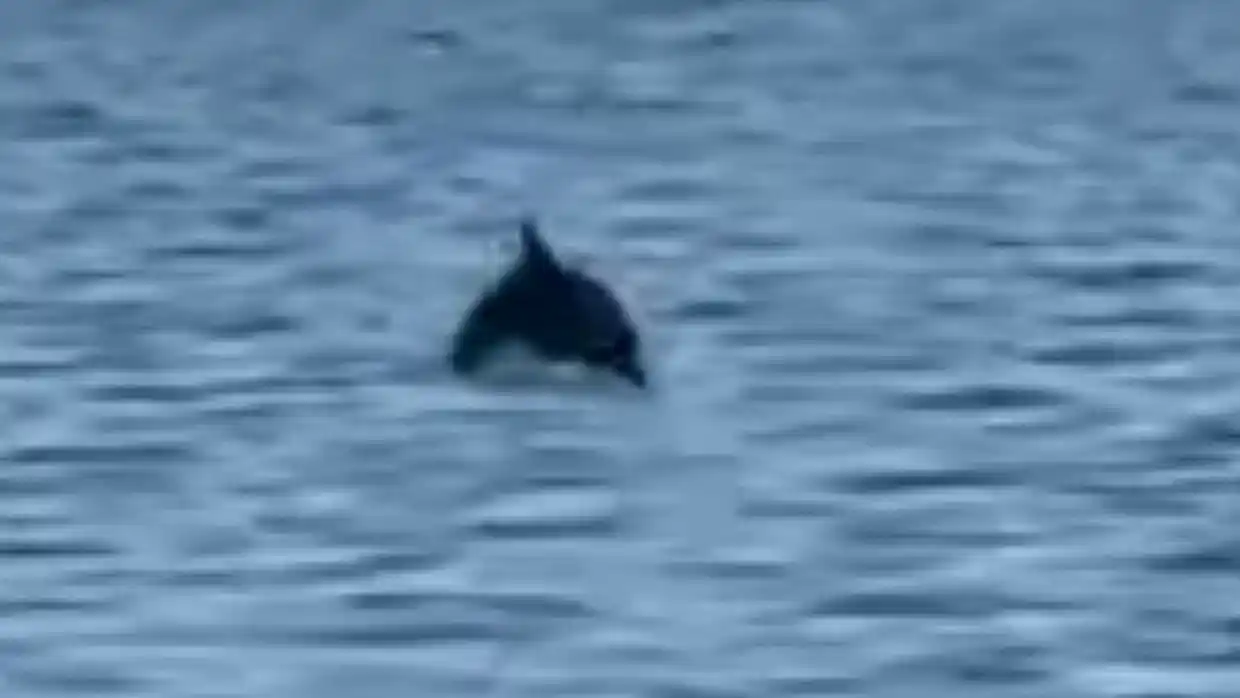 Δελφίνια στον Θερμαϊκό μαγνήτισαν τα βλέμματα των περιπατητών στην παραλία