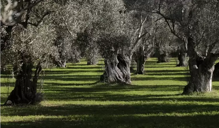 Επιστολή ΑΣ Καρίτσας για την ακαρπία και τα ακραία καιρικά φαινόμενα λόγω κλιματικής κρίσης