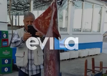 Εύβοια: Ιδιοκτήτης ψαροταβέρνας έπιασε τεράστιο καλαμάρι βάρους 15 κιλών