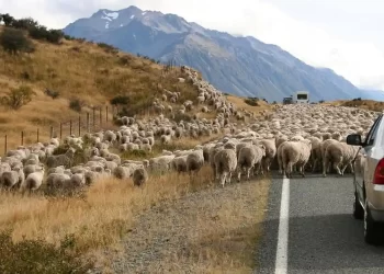 Προτεραιότητα στα πρόβατα
