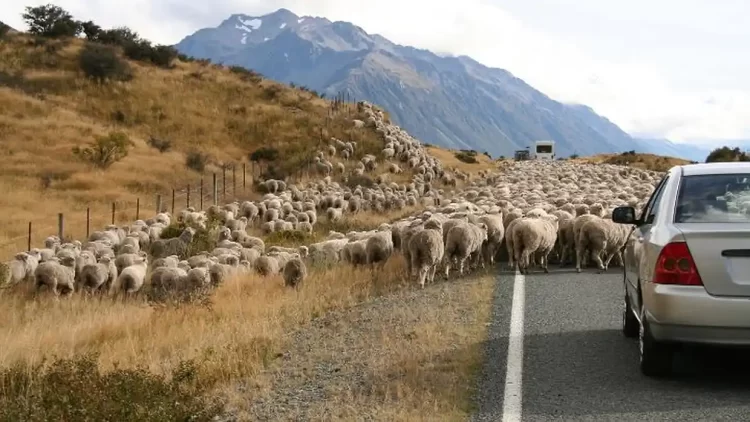 Προτεραιότητα στα πρόβατα