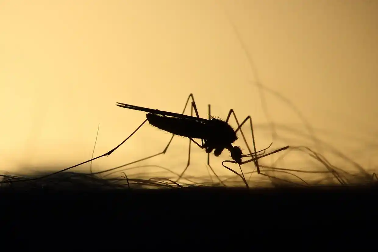 Σε πλήρη εξέλιξη το πρόγραμμα καταπολέμησης κουνουπιών της Περιφέρειας Κεντρικής Μακεδονίας