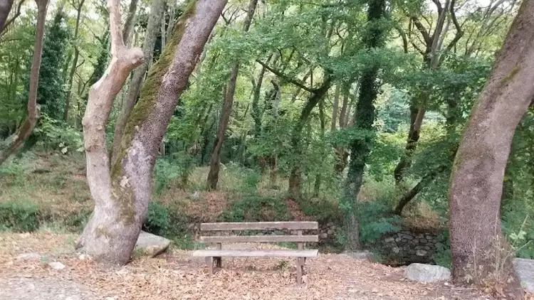 Σε τρεις περιοχές της Μακεδονίας εμφανίστηκε ο μύκητας που ξεραίνει τα πλατάνια