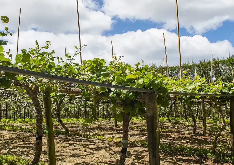 Αποζημίωση στις καλλιέργειες ακτινιδίου στο Λιτόχωρο Αποζημίωση στις καλλιέργειες ακτινιδίου στο Λιτόχωρο
