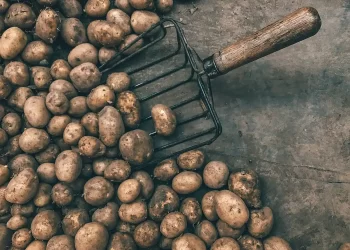 Ελληνική πατάτα: Είδος προς εξαφάνιση σε πολλές περιοχές