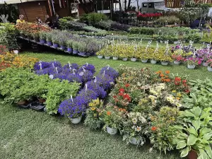 Καπνικός Σταθμός Κατερίνης: Τελευταία μέρα της ανθοκομικής έκθεσης σήμερα Καπνικός Σταθμός Κατερίνης: Τελευταία μέρα της ανθοκομικής έκθεσης σήμερα