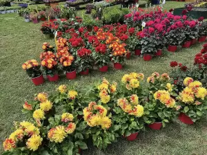 Καπνικός Σταθμός Κατερίνης: Τελευταία μέρα της ανθοκομικής έκθεσης σήμερα Καπνικός Σταθμός Κατερίνης: Τελευταία μέρα της ανθοκομικής έκθεσης σήμερα