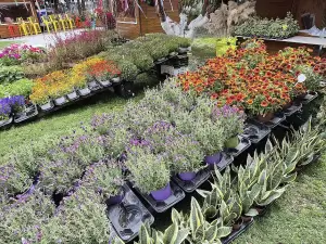 Καπνικός Σταθμός Κατερίνης: Τελευταία μέρα της ανθοκομικής έκθεσης σήμερα Καπνικός Σταθμός Κατερίνης: Τελευταία μέρα της ανθοκομικής έκθεσης σήμερα