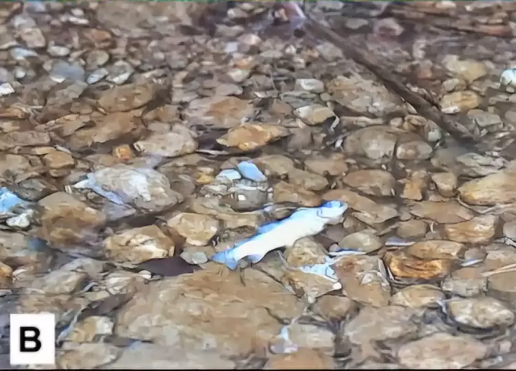 Όλυμπος: Έριξαν πέστροφες στον Ενιπέα – Απειλή για το οικοσύστημα στον Εθνικό Δρυμό