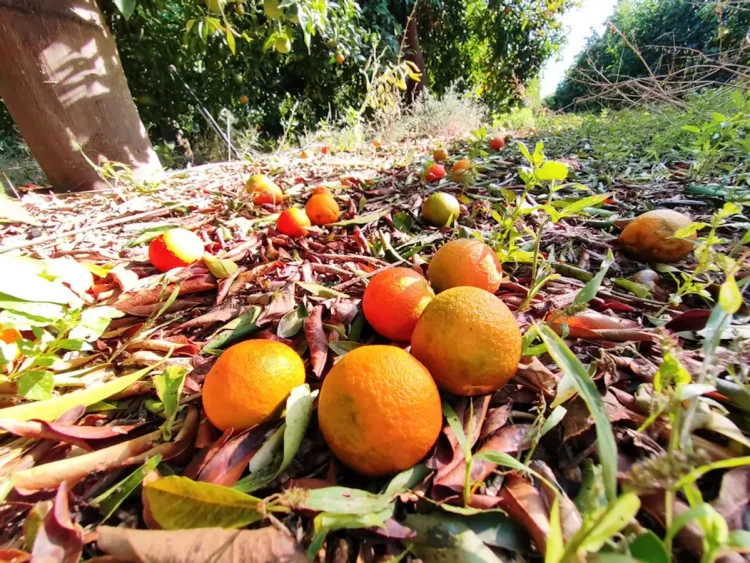 «Πορτοκαλάδες» από μανταρίνι εξετάζουν οι παρασκευαστές λόγω της έκρηξης τιμών στο χυμό πορτοκαλιού