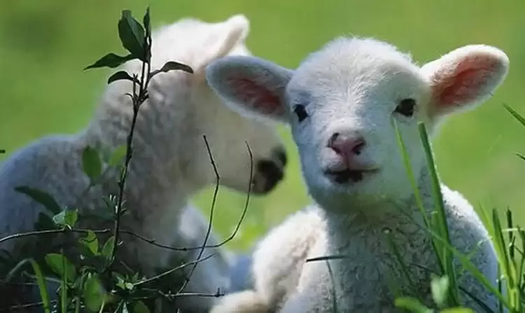 Το αρνάκι του Πάσχα