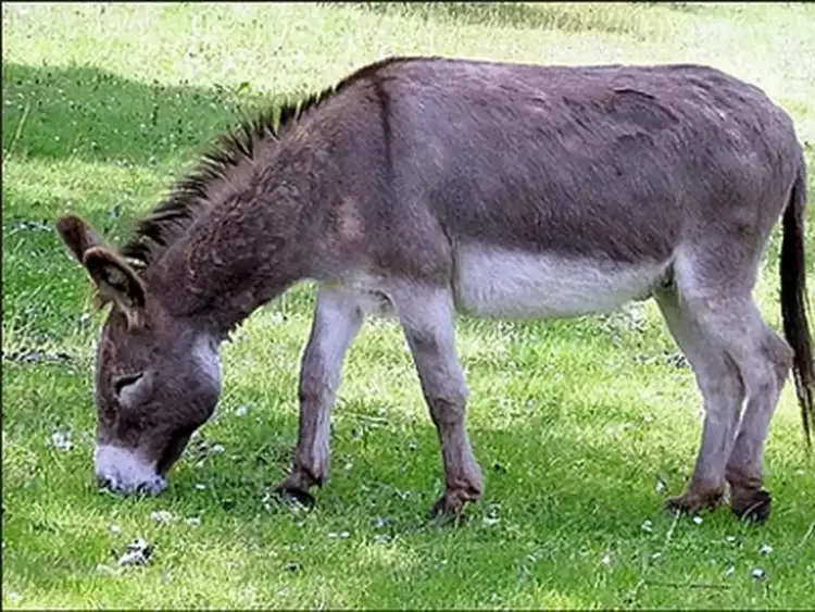 Ζήσε Μάη να φας τριφύλλι