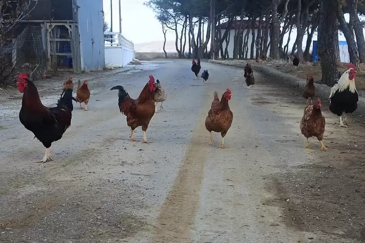 Η Λήμνος μέσα από εικόνες – Ελευθέρας βοσκής και κυκλοφορίας