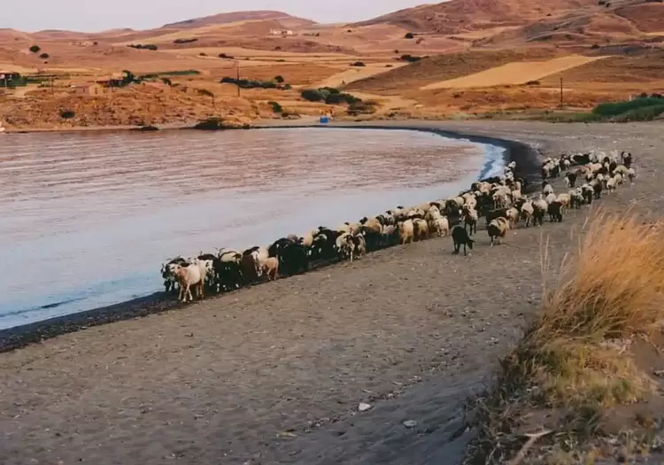 Η Λήμνος μέσα από εικόνες – Όλοι έχουν λίγα πρόβατα