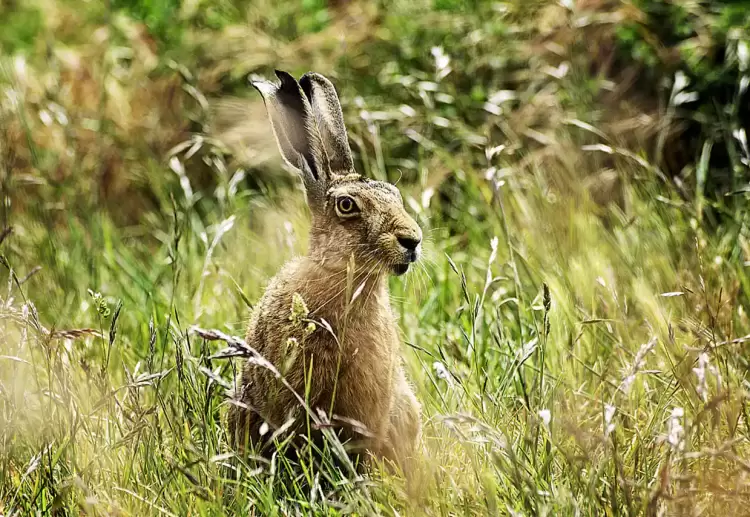 Η Λήμνος μέσα από εικόνες – Προσοχή στους λαγούς και τα κουνέλια