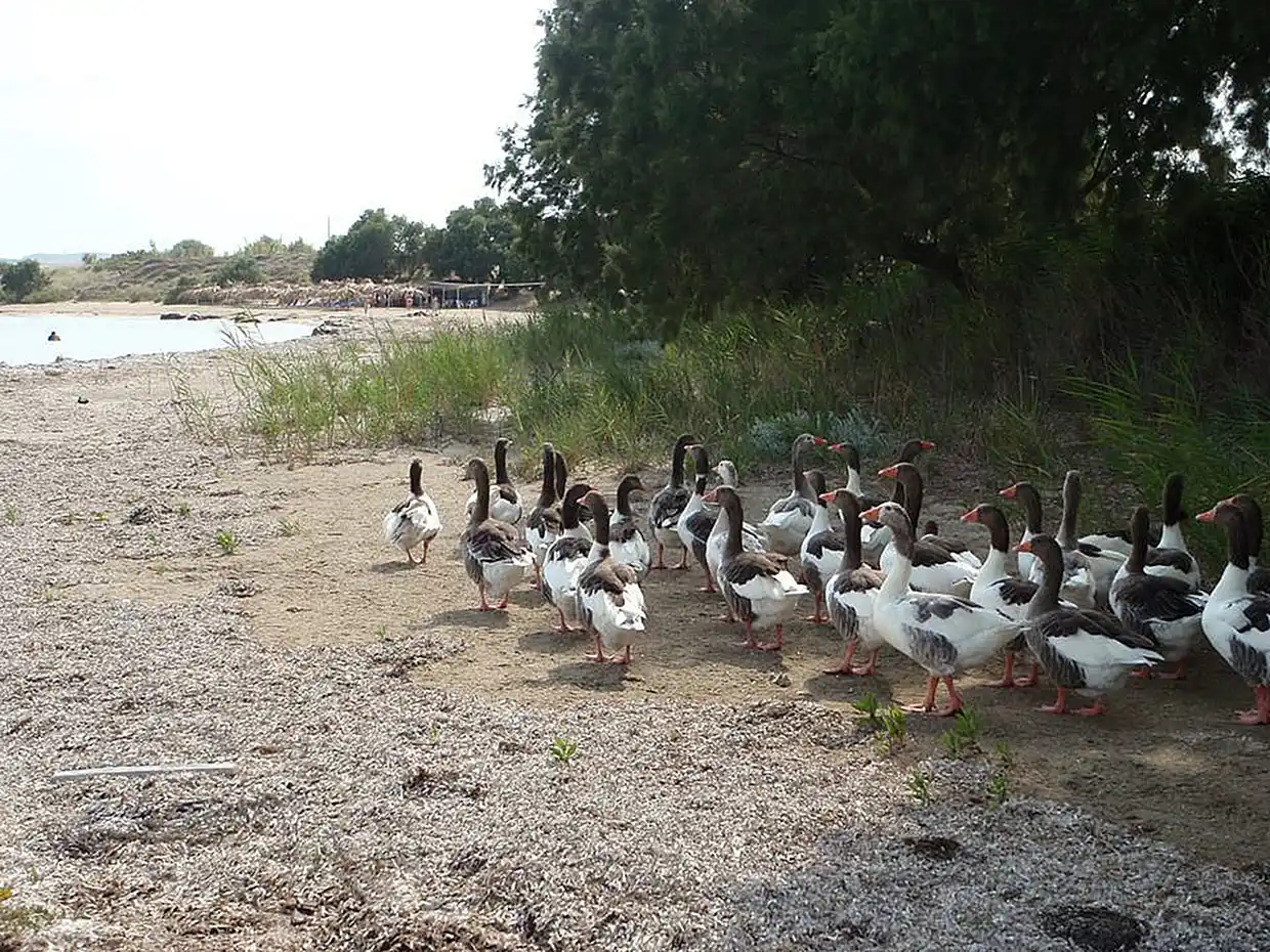Η Λήμνος μέσα από εικόνες – Ελευθέρας βοσκής και κυκλοφορίας Η Λήμνος μέσα από εικόνες – Ελευθέρας βοσκής και κυκλοφορίας