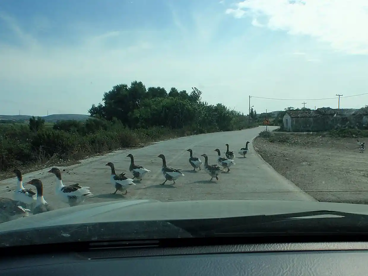 Η Λήμνος μέσα από εικόνες – Ελευθέρας βοσκής και κυκλοφορίας Η Λήμνος μέσα από εικόνες – Ελευθέρας βοσκής και κυκλοφορίας